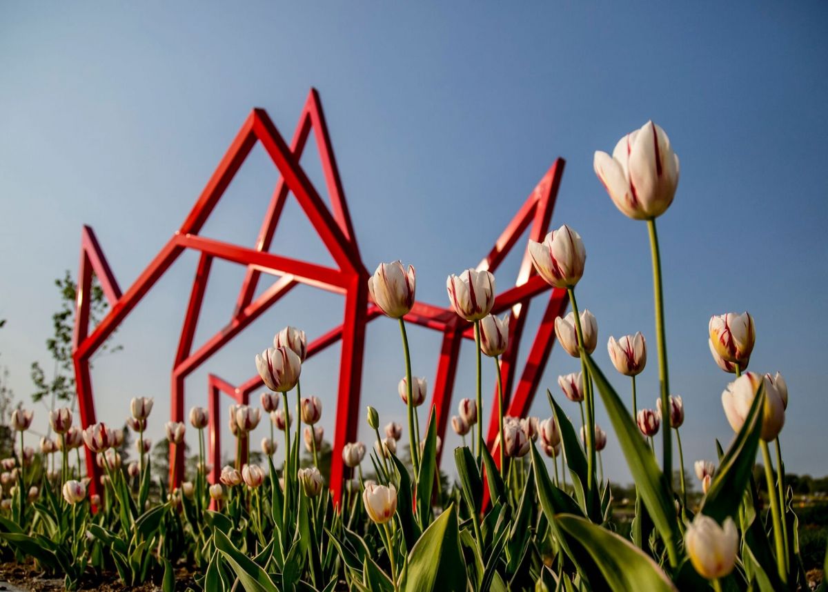 Alliance Park and tulips
