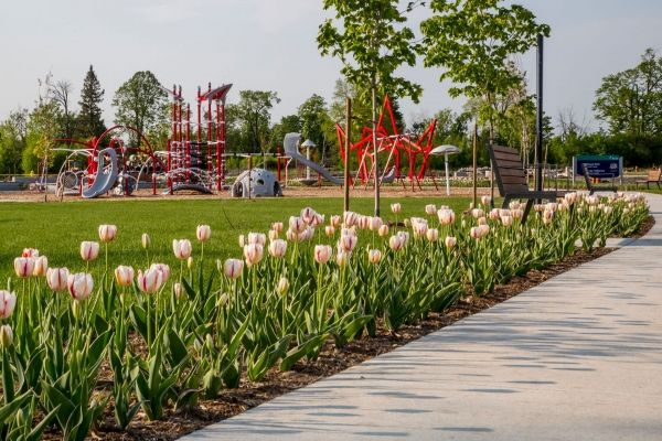 Alliance Park and tulips